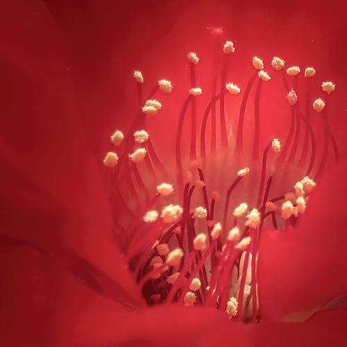 HONOUR AWARD Alex Lu Stamen