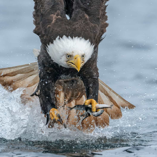 HONOUR AWARD Anthony Bucci Bald Eagle Grabbing Herring