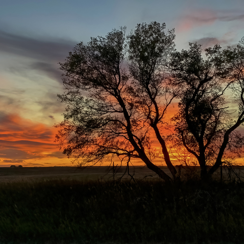 HONOUR AWARD Cathleen Mewis Skies Ablaze