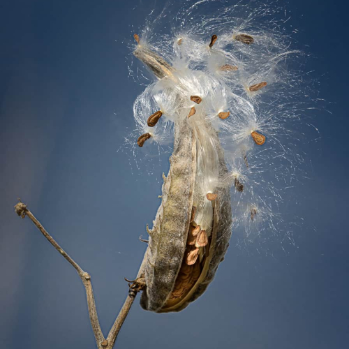 HONOUR AWARD Cheryl Wilson Bramble Milkweed Floss On Blue