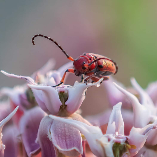 HONOUR AWARD Cheryl Wilson Bramble Red Milkweed Beetle
