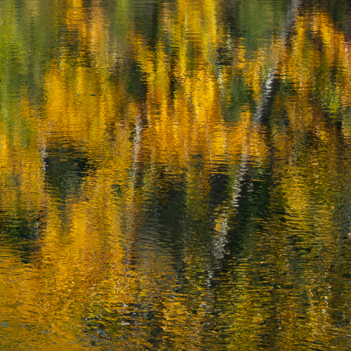 HONOUR AWARD Colleen Sayer - Show Me The Monet