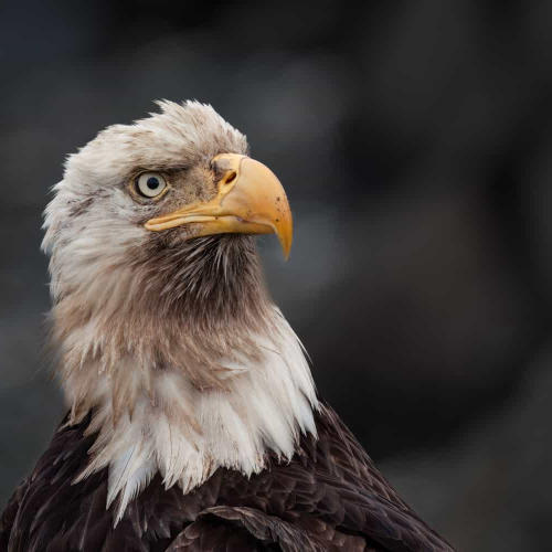HONOUR AWARD Cowichan Valley Camera Club Carl Erland What Is Your Problem