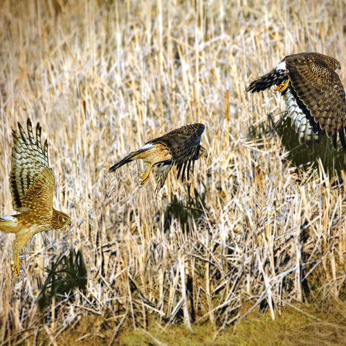 HONOUR AWARD Cowichan Valley Camera Club Rachel Penny Northern Harrier Take Off