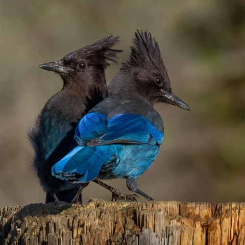 HONOUR AWARD Cowichan Valley Camera Club Racine Erland Double Trouble