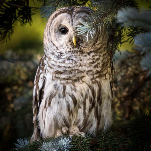 HONOUR AWARD Cowichan Valley Camera Club Valerie Payne Ready For Hogwarts