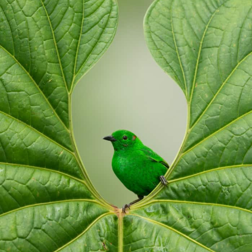 HONOUR AWARD Daniel Garneau Evergreen Bird