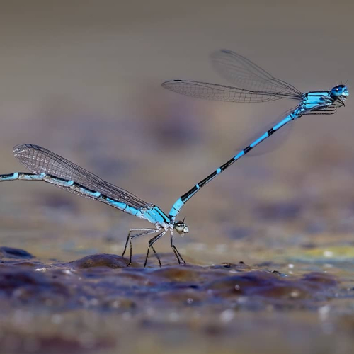 HONOUR AWARD Daniel Rondeau Damselflies Mating Pond Algea