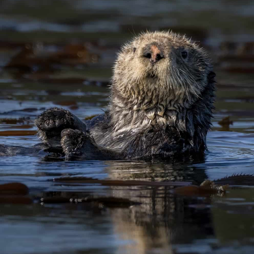 HONOUR AWARD Daniel Rondeau The Curious Sea Otter
