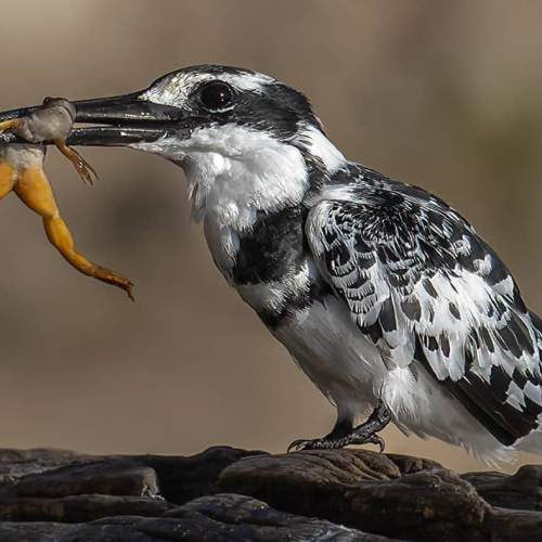 HONOUR AWARD David Laronde Frog In Mouth