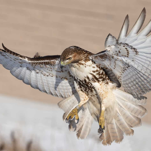 HONOUR AWARD Flora Rao Red Tailed Hawk