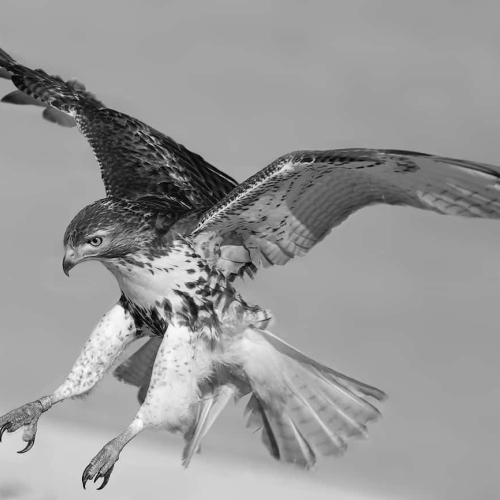 HONOUR AWARD Flora Rao Red Tailed Hawk