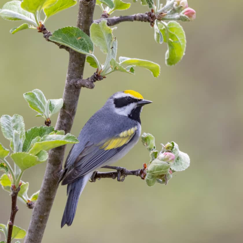 HONOUR AWARD - Grand River Imaging and Photographic Society - Bill McDonald - Golden Winged Warbler