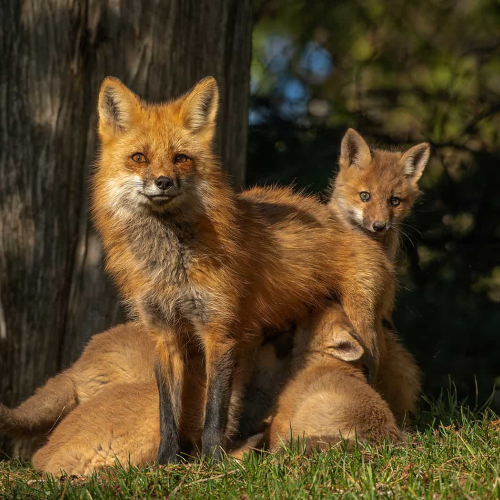 HONOUR AWARD - Grand River Imaging And Photographic Society - aren Von Knobloch - Red Fox Family