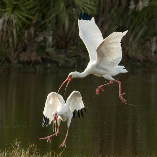 HONOUR AWARD - Grand River Imaging and Photographic Society - Sandra Roemer - White Ibis Confrontation