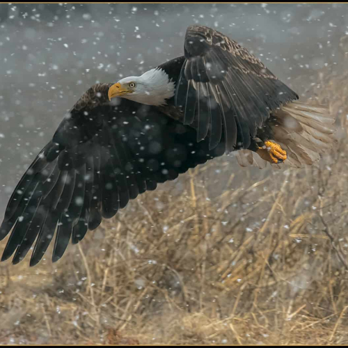HONOUR AWARD-Guy L Brun-The Bald Eagle   An Iconic Symbol Of Strength And Resilience