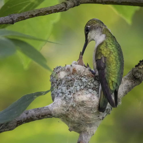 HONOUR AWARD Ilana Block Ruby Throated Hummingbird Feeding Her Babies