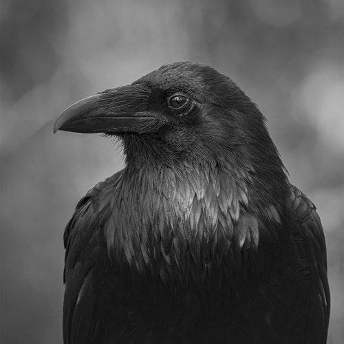 HONOUR AWARD Images Alberta Camera Club Chris Bayley Nevermore