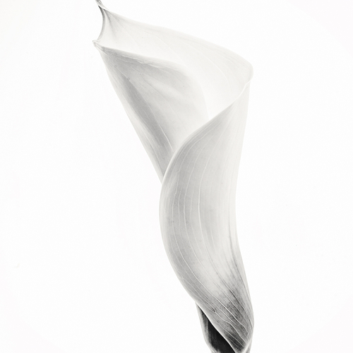 HONOUR AWARD Images Alberta Camera Club Tracy Metz Black Tie Only