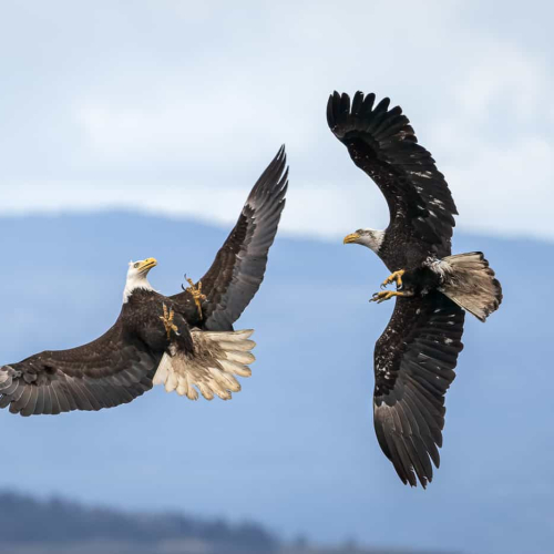 HONOUR AWARD Iris Schurz Confrontation In The Sky