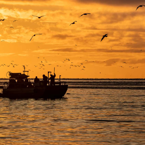 HONOUR AWARD Iris Schurz Early Morning Herring Run