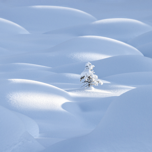 HONOUR AWARD Jasmine Suo A Lonely Tree In Snow Waves