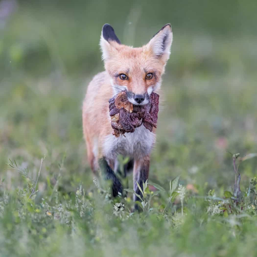 HONOUR AWARD Jasmine Suo Food For Fox Kits