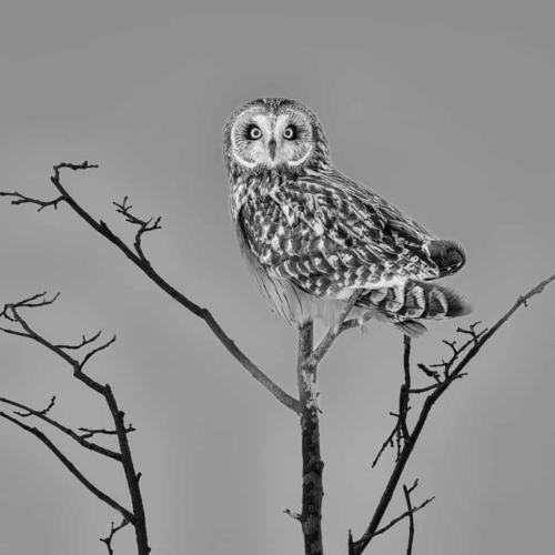 HONOUR AWARD Jasmine Suo Short Eared Owl