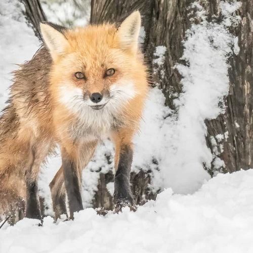 HONOUR AWARD Katherine Waybrant Red Fox After A Late Spring Snowstorm