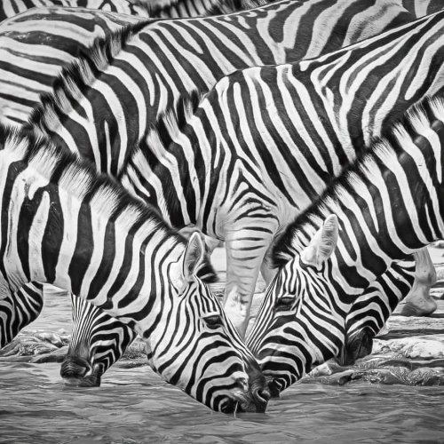 HONOUR AWARD Kayla Stevenson Almost An Optical Illusion