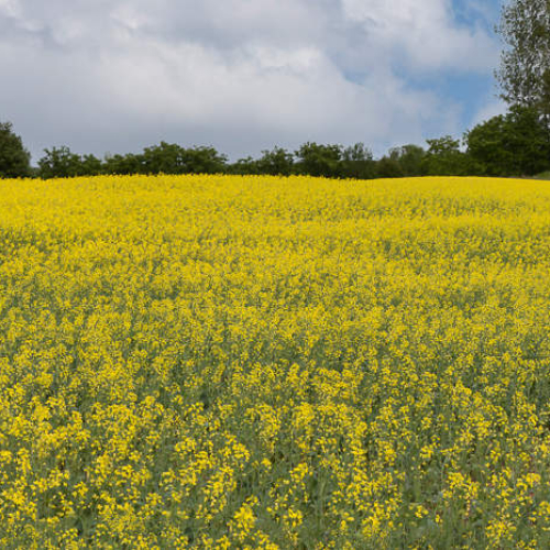 HONOUR AWARD Lance Gitter Canola Field In Bloom