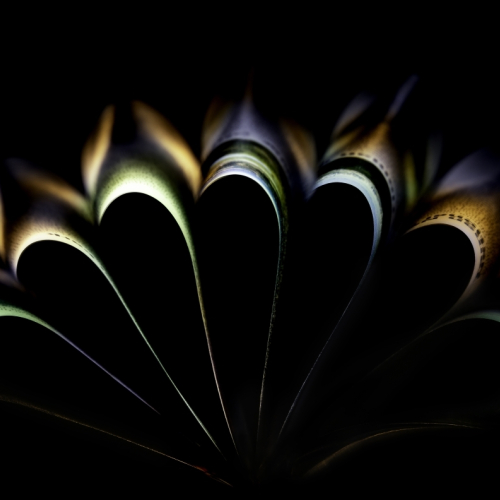 HONOUR AWARD Langley Camera Club Arlette Hatcher Curvaceous