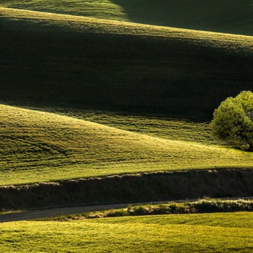 HONOUR AWARD Langley Camera Club Janet Slater Lone Tree At The Palouse