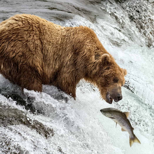 HONOUR AWARD - Lions Gate Camera Club - Andrew Pugh - No Rod No Net