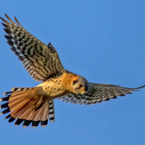 HONOUR AWARD - Lions Gate Camera Club - Colin Klassen - American Kestrel