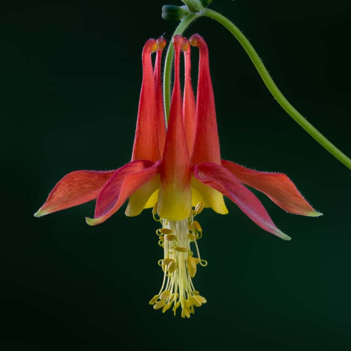 HONOUR AWARD - Lions Gate Camera Club - Martin Ross - Study In Scarlet