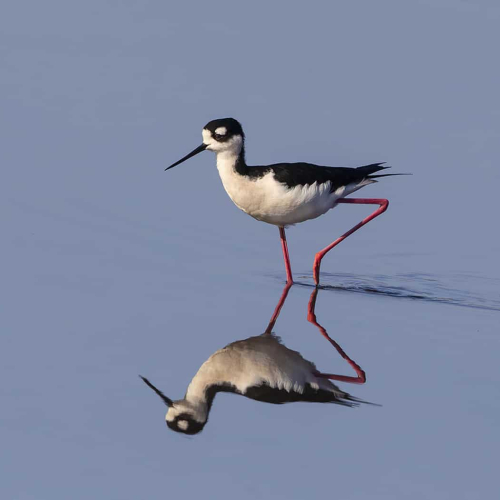 HONOUR AWARD - Lions Gate Camera Club - Virginia Hayes - Blacked Stitl Wading