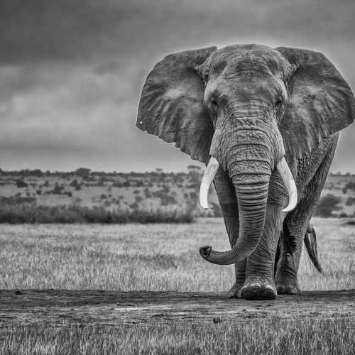 HONOUR AWARD London Camera Club Kathy Karn Machismo