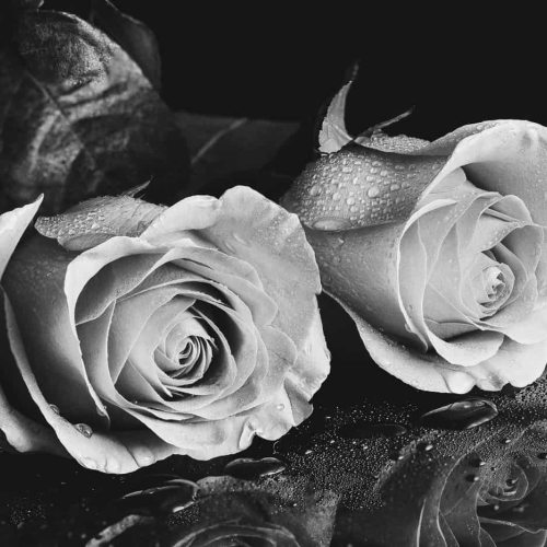 HONOUR AWARD Lori Jantz Reflection Of Roses