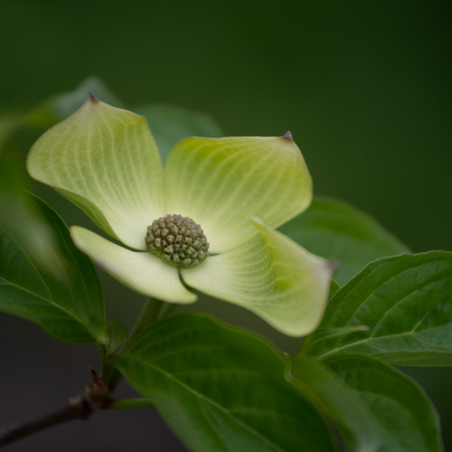 HONOUR AWARD Lorna Scott Delicate Dogwood