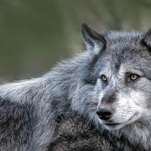 HONOUR AWARD Lorna Scott The Timber Wolf