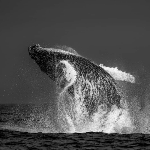 HONOUR AWARD Michael Winsor Humpback Whale Breach