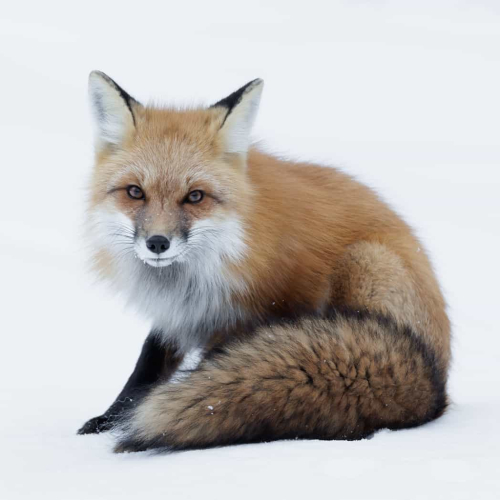 HONOUR AWARD Missy Mandel Red Fox