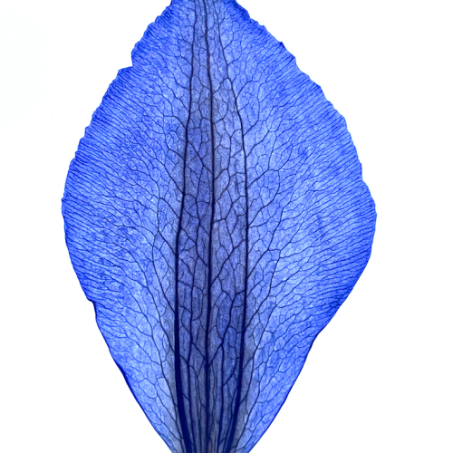 HONOUR AWARD Montreal Camera Club Ilana Block Clematis Petal
