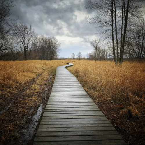 HONOUR AWARD Montreal Camera Club Suzanne Pelland Looking For You
