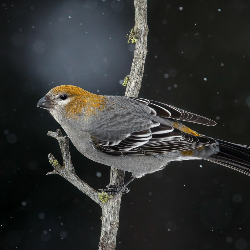 HONOUR AWARD Norman Dougan Defining Lines Of Nature