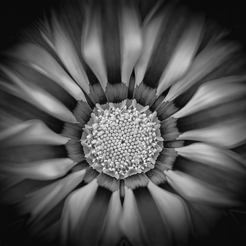 HONOUR AWARD North Shore Photographic Society Stephanie Alexandra Eternal Flame