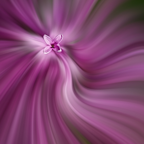 HONOUR AWARD Philip Wong Impression Of A Lilac Bud