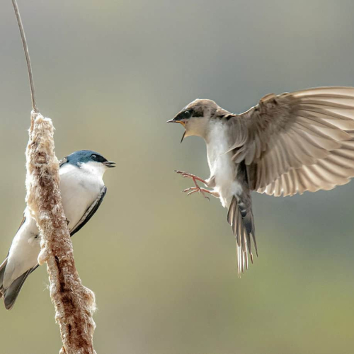 - HONOUR AWARD Photographic Guild Of Nova Scotia - Antonio Solis - Arguing Tree Swallows
