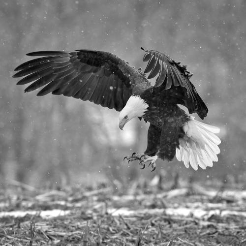 HONOUR AWARD Photographic Guild Of Nova Scotia France Boutilier Talons At The Ready
